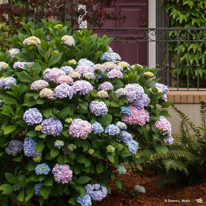 4159-endless-summer-the-original-bigleaf-hydrangea-5.webp Endless Summer The Original Bigleaf Hydrangea