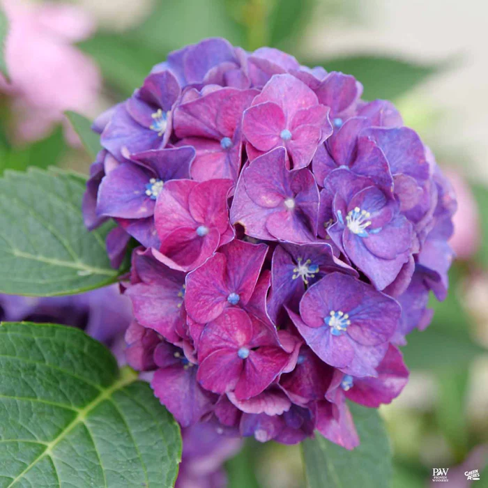 4163-wee-bit-grumpy-bigleaf-hydrangea-1.webp Wee Bit Grumpy Bigleaf Hydrangea