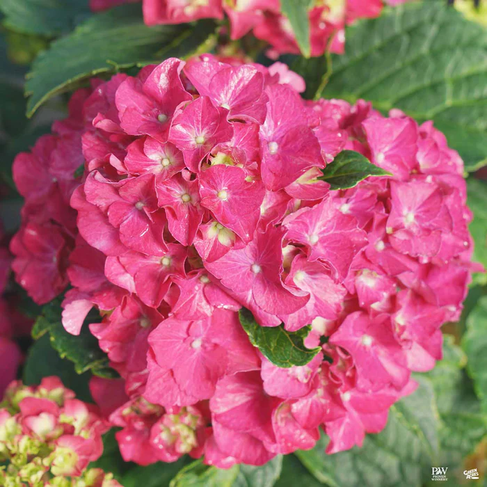 4163-wee-bit-grumpy-bigleaf-hydrangea-2.webp Wee Bit Grumpy Bigleaf Hydrangea