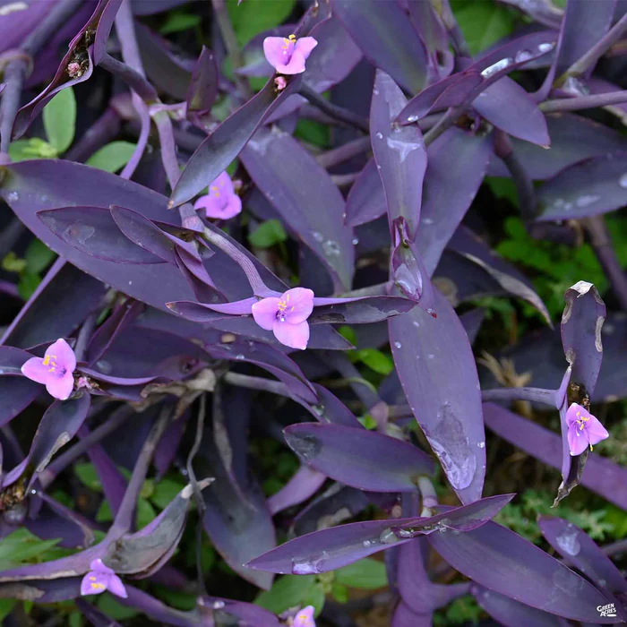 Purple Heart