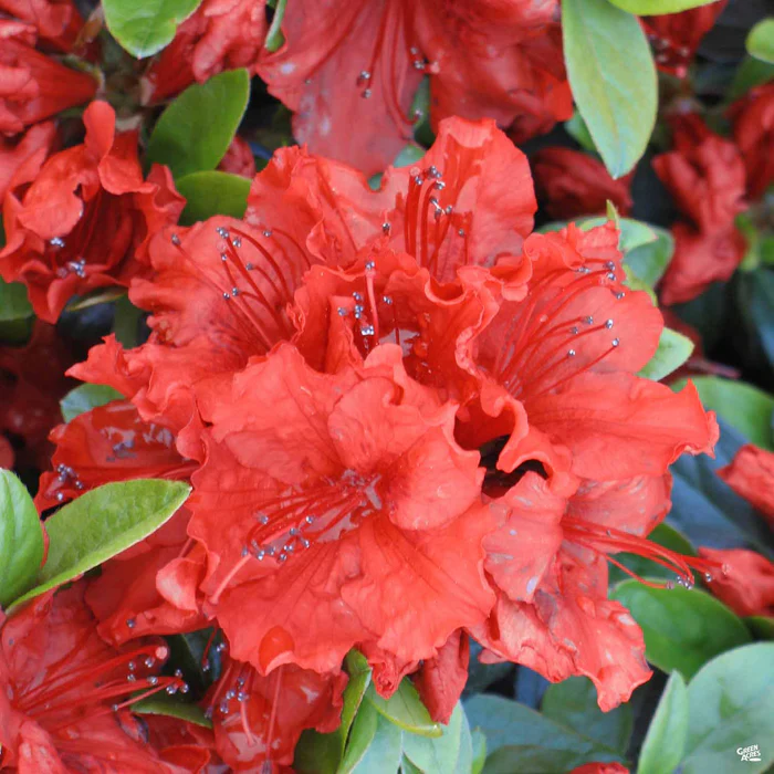 Azalea 'Girard's Hot Shot'