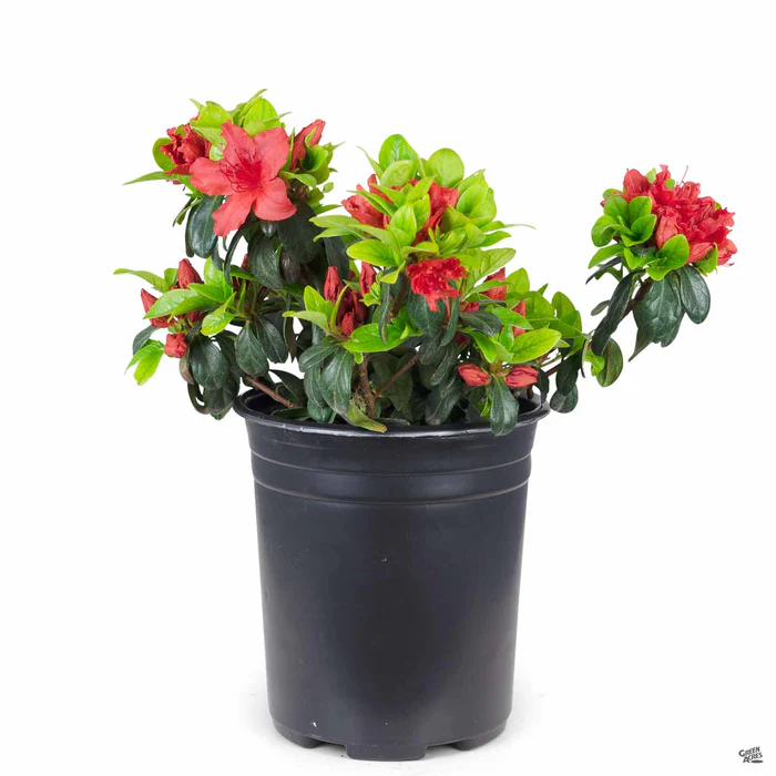 Azalea 'Girard's Hot Shot'