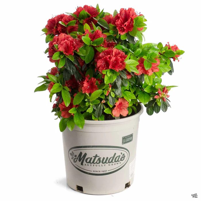 Azalea 'Girard's Hot Shot'