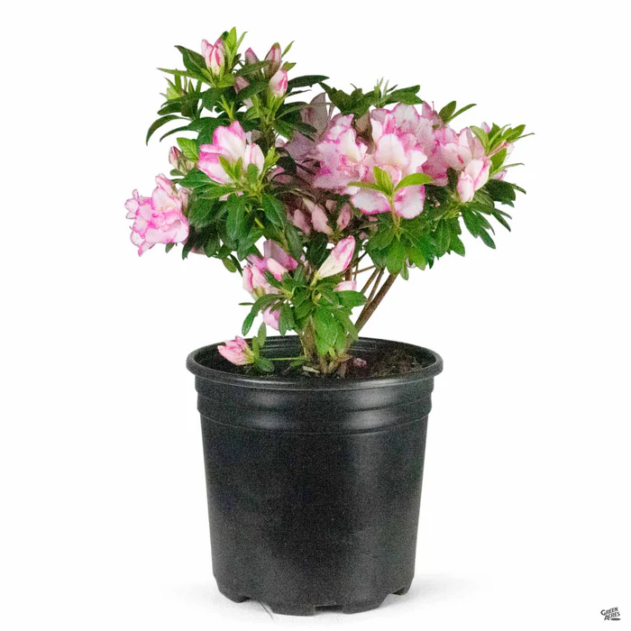 4170-azalea-haru-no-hibiki-2.webp Azalea 'Haru No Hibiki'