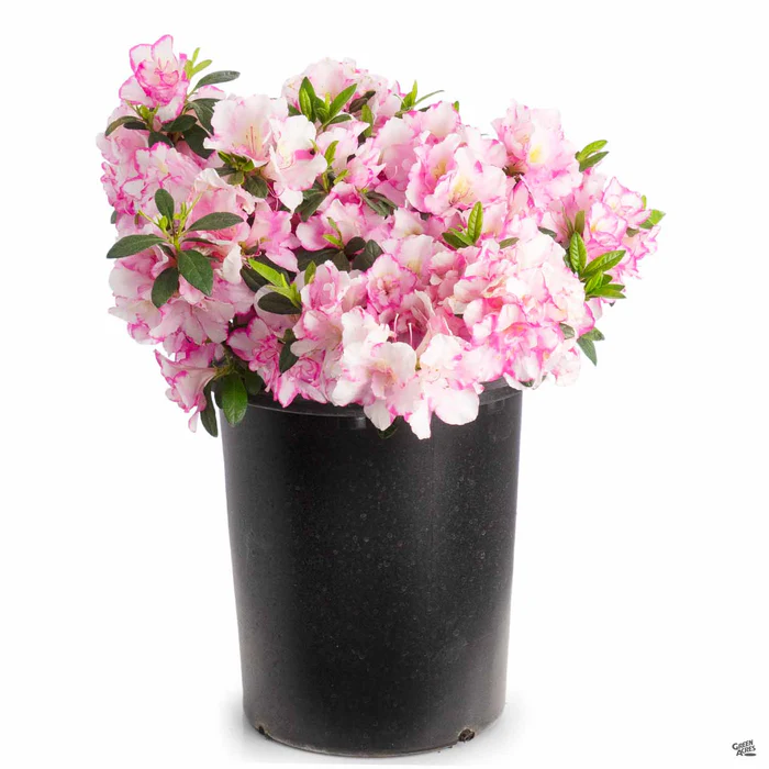4170-azalea-haru-no-hibiki-3.webp Azalea 'Haru No Hibiki'