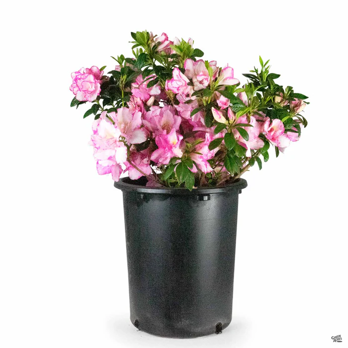 4170-azalea-haru-no-hibiki-4.webp Azalea 'Haru No Hibiki'