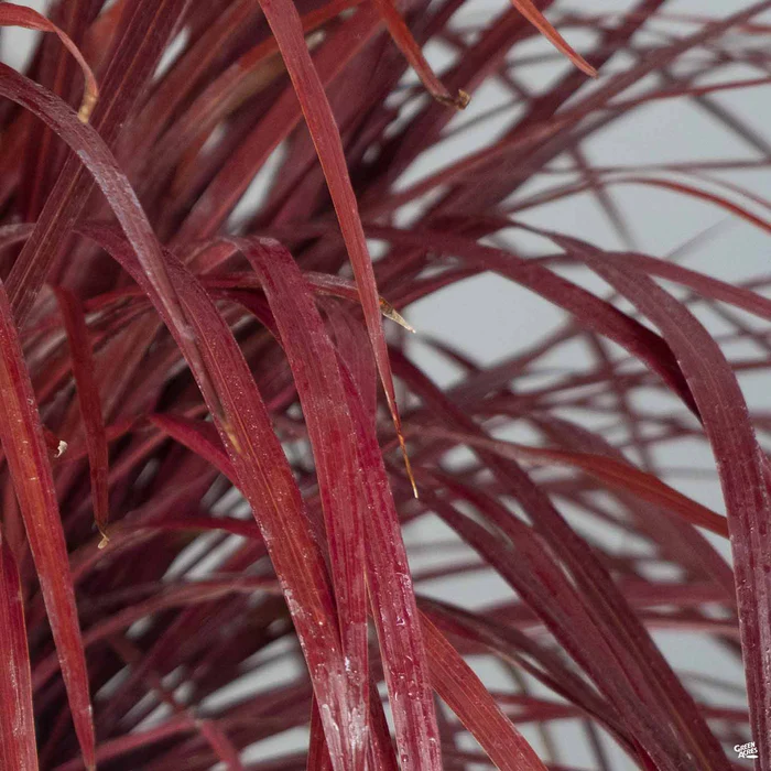 Design-A-Line Cordyline Burgundy