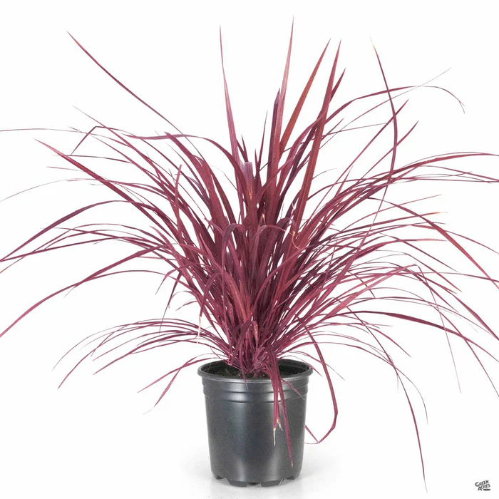Design-A-Line Cordyline Burgundy