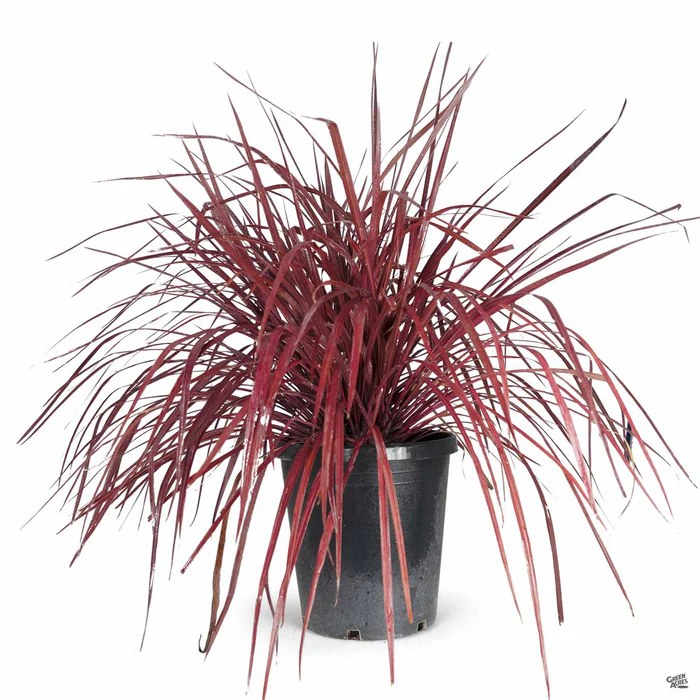 Design-A-Line Cordyline Burgundy