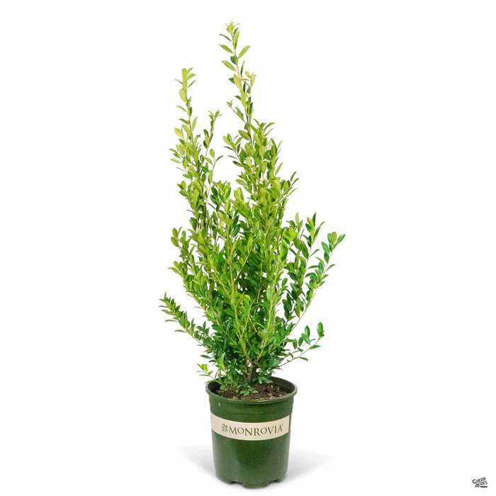 Emerald Colonnade Holly
