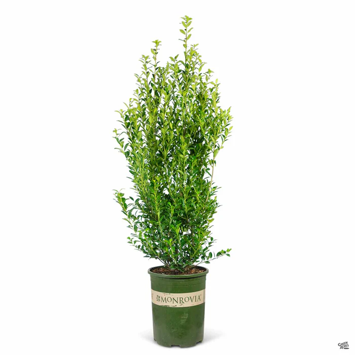 Emerald Colonnade Holly