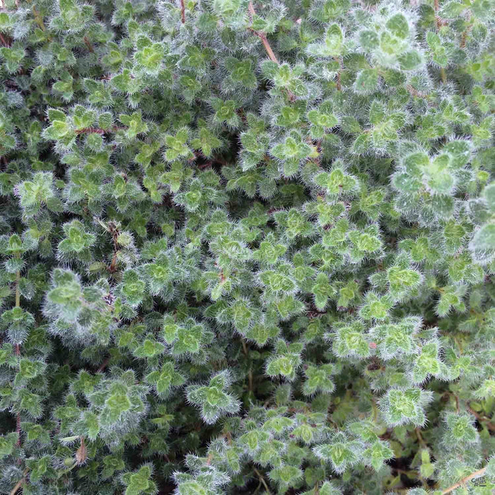 Woolly Thyme