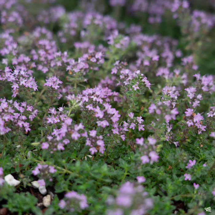 Woolly Thyme