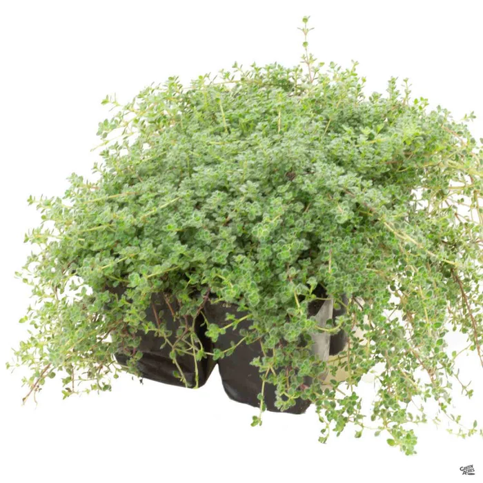 Woolly Thyme