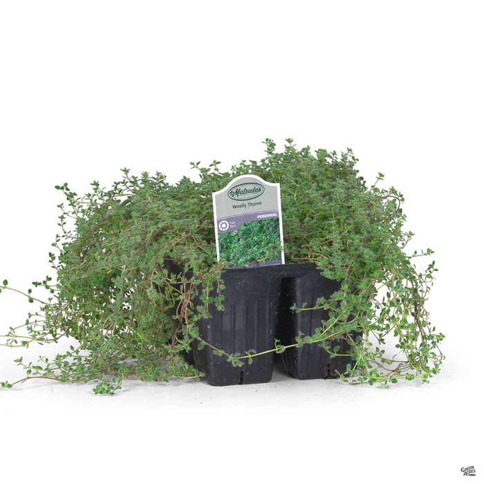 Woolly Thyme