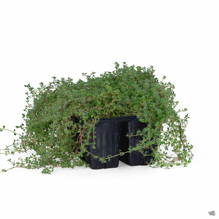 Woolly Thyme