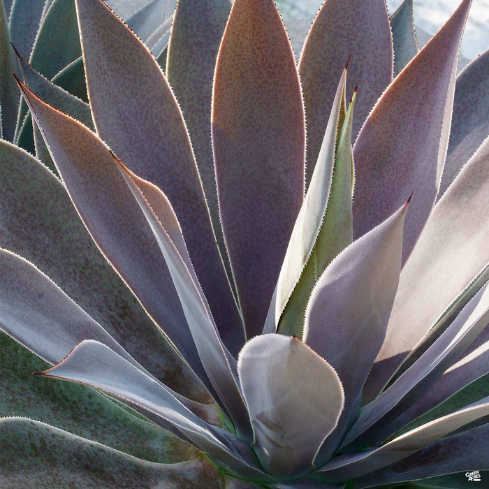 Mangave 'Lavender Lady'