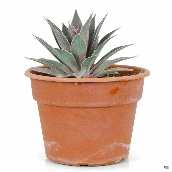 Mangave 'Lavender Lady'
