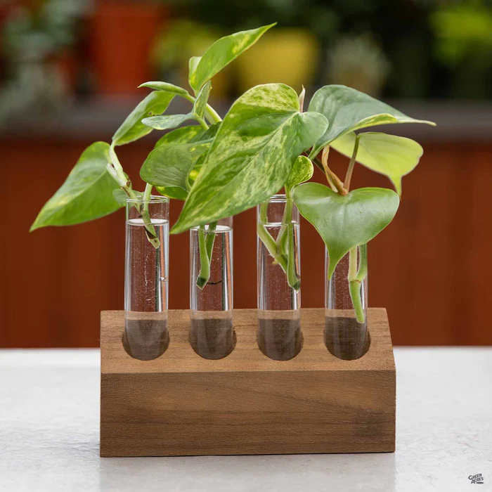 4198-propagation-kit-with-wooden-base-1.webp Propagation Kit with Wooden Base