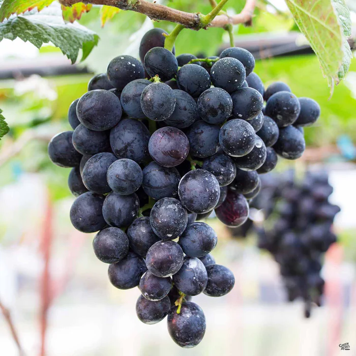 4199-grape-concord-seedless-1.webp Grape 'Concord Seedless'
