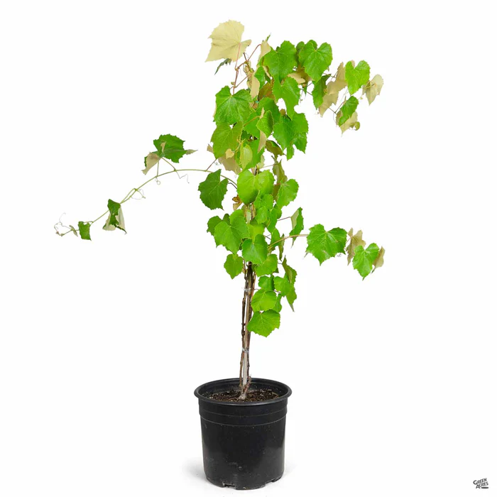 4199-grape-concord-seedless-2.webp Grape 'Concord Seedless'