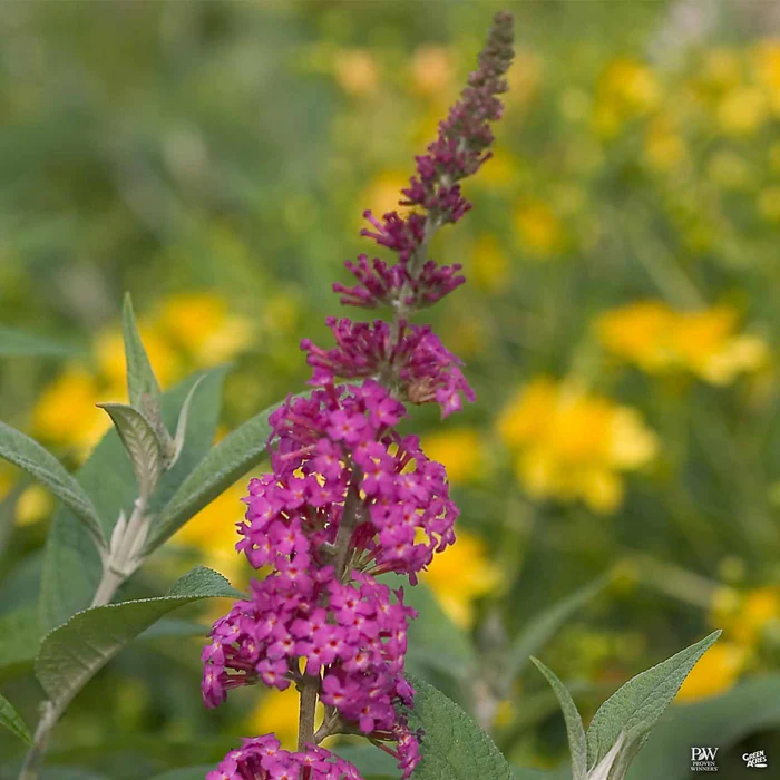 Butterfly Bush 'Miss Ruby'
