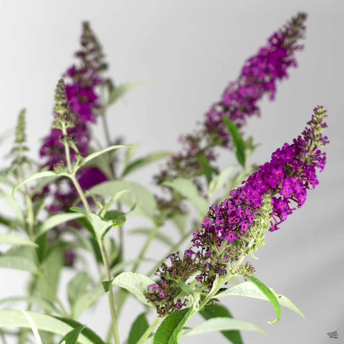 Butterfly Bush 'Miss Ruby'