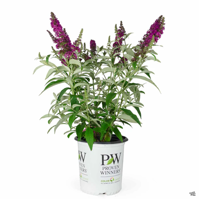 Butterfly Bush 'Miss Ruby'