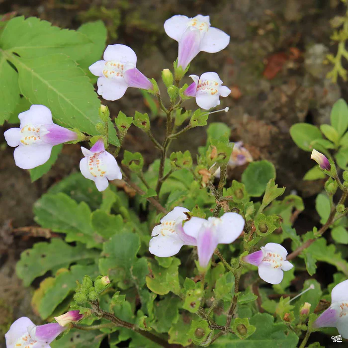 Mazus