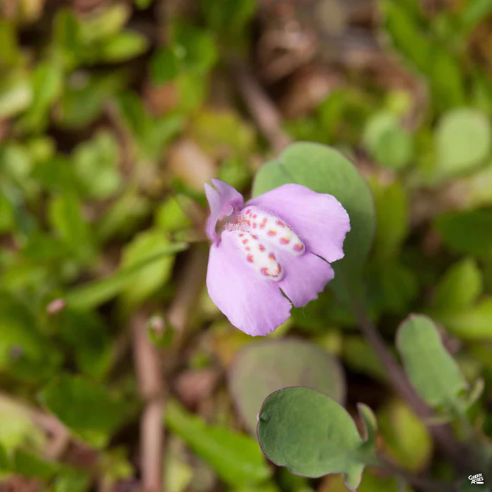 Mazus