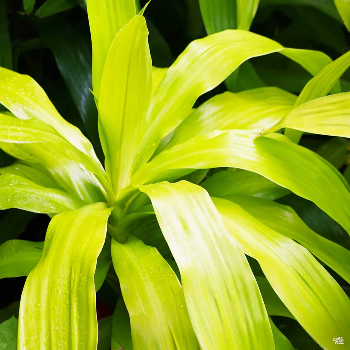 Dracaena 'Limelight'