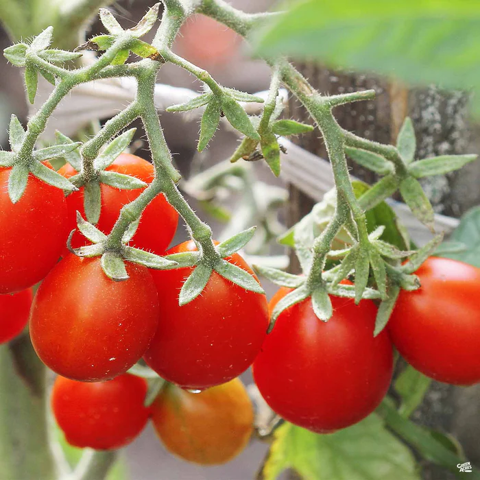 4212-tomato-husky-cherry-red-1.webp Tomato 'Husky Cherry Red'