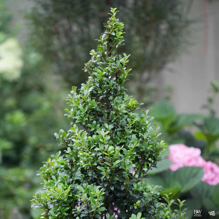 Sky Box Japanese Holly