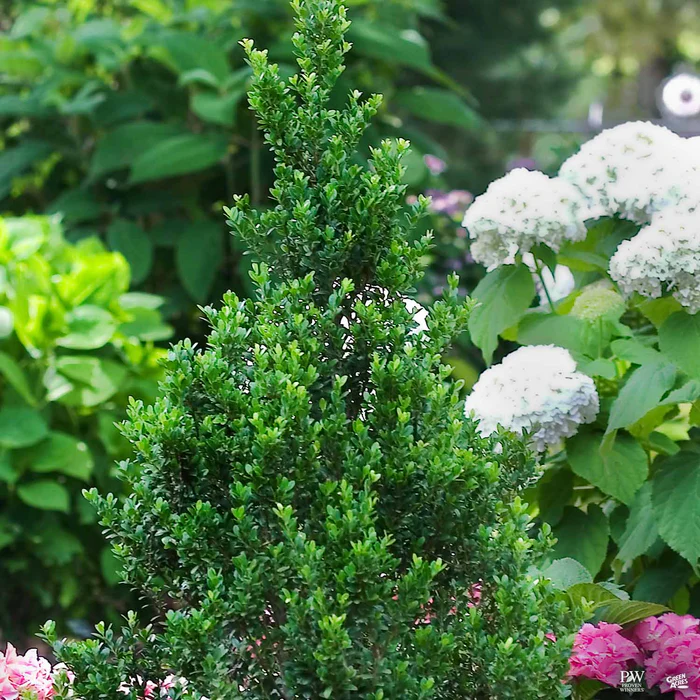 Sky Box Japanese Holly