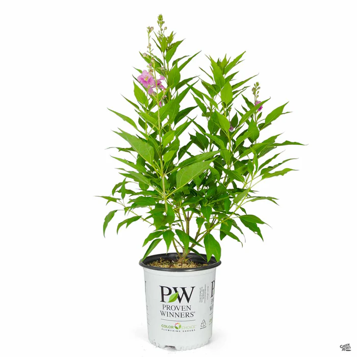 4216-el-nino-desert-orchid-3.webp El Nino Desert Orchid