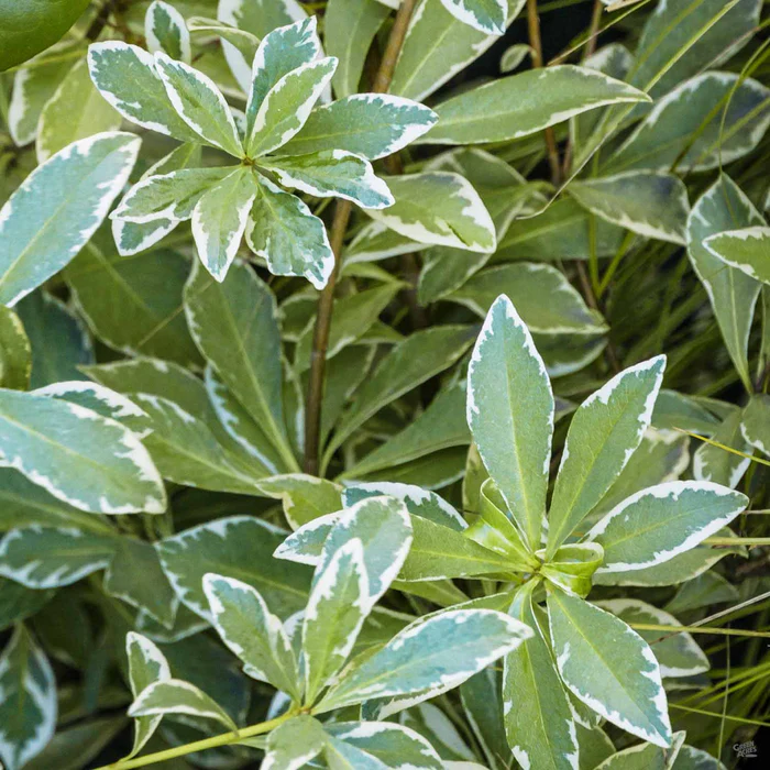 4221-variegated-mock-orange-1.webp Variegated Mock Orange