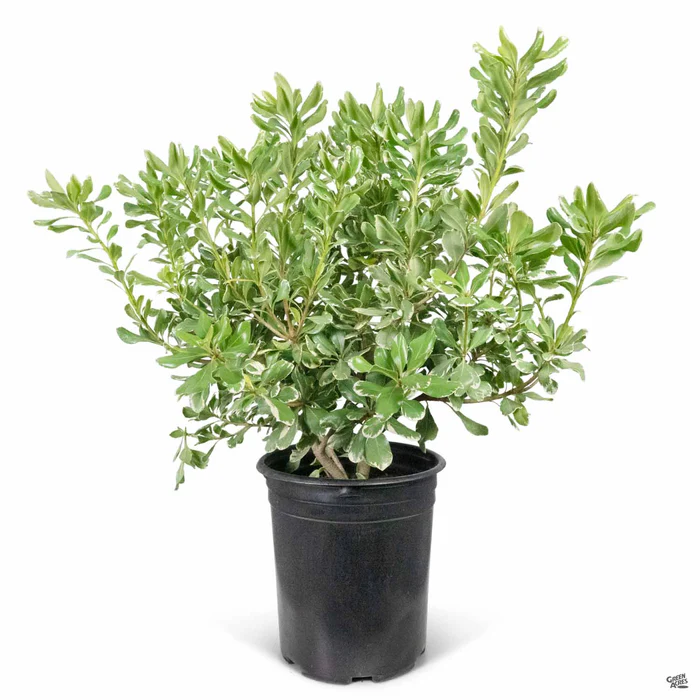 Variegated Mock Orange