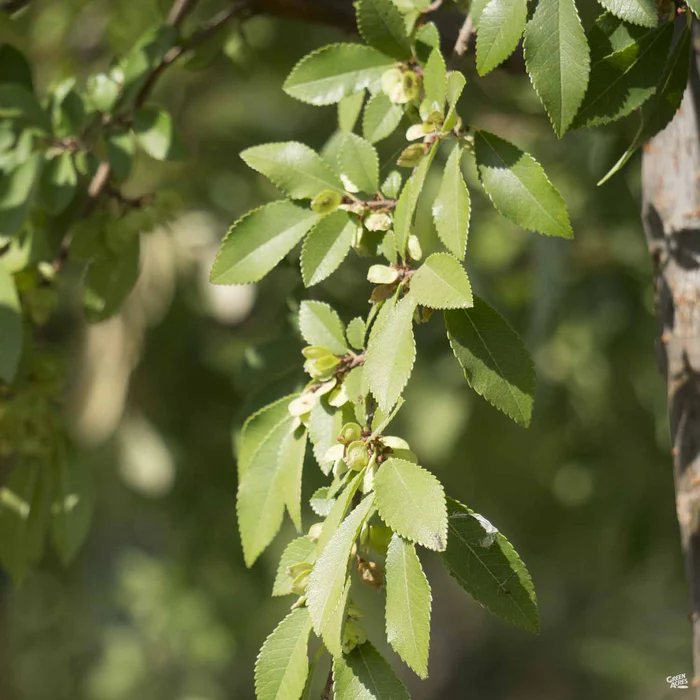 423-chinese-elm-drake-1.webp Chinese Elm 'Drake'