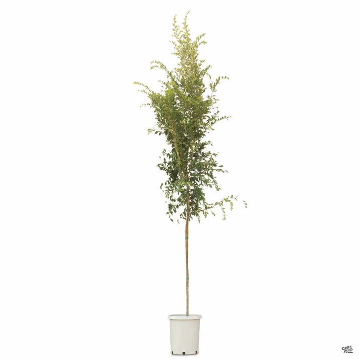 Chinese Elm 'Drake'