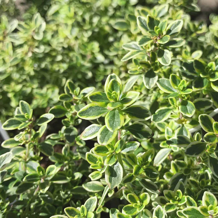 Thyme 'Lemon' Organic