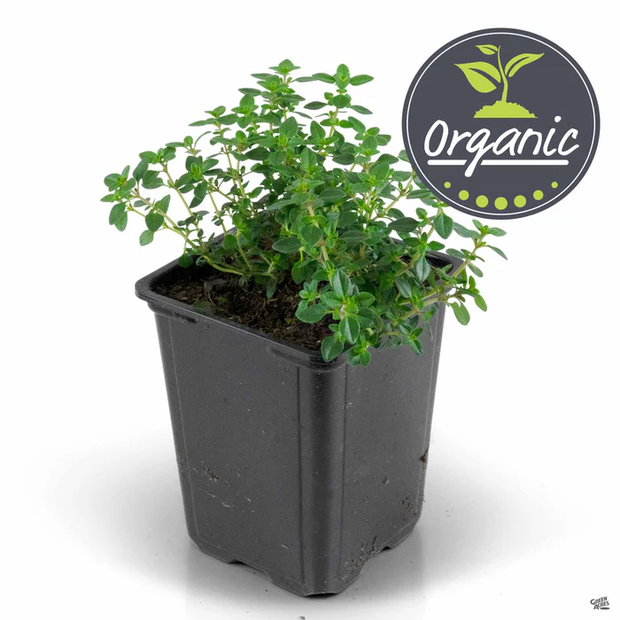 Thyme 'Lemon' Organic