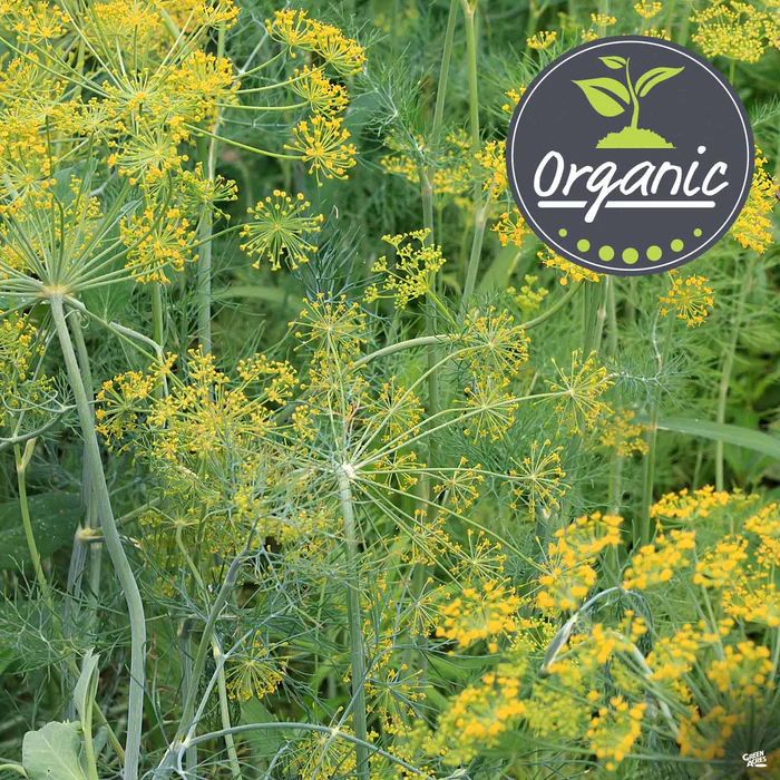 4235-dill-organic-1.webp Dill, Organic