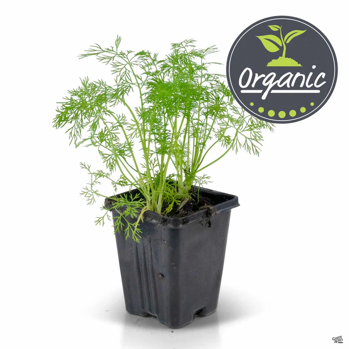 4235-dill-organic-2.webp Dill, Organic