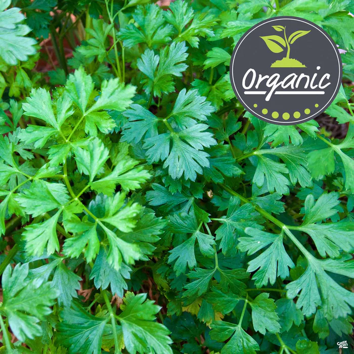 Italian Parsley, Organic