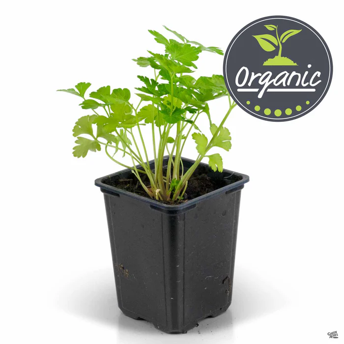 Italian Parsley, Organic