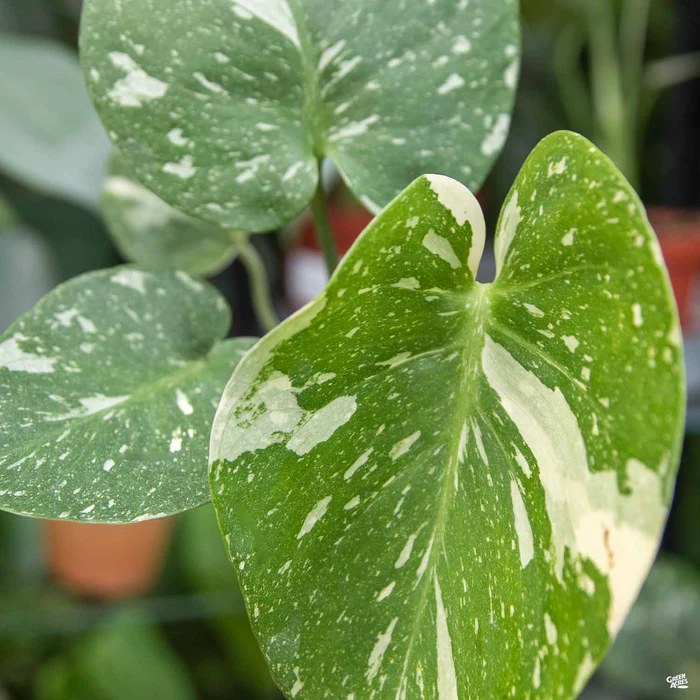 4238-monstera-thai-constellation-1.webp Monstera 'Thai Constellation'