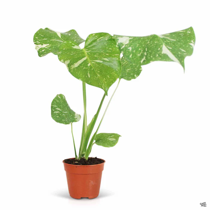 4238-monstera-thai-constellation-2.webp Monstera 'Thai Constellation'
