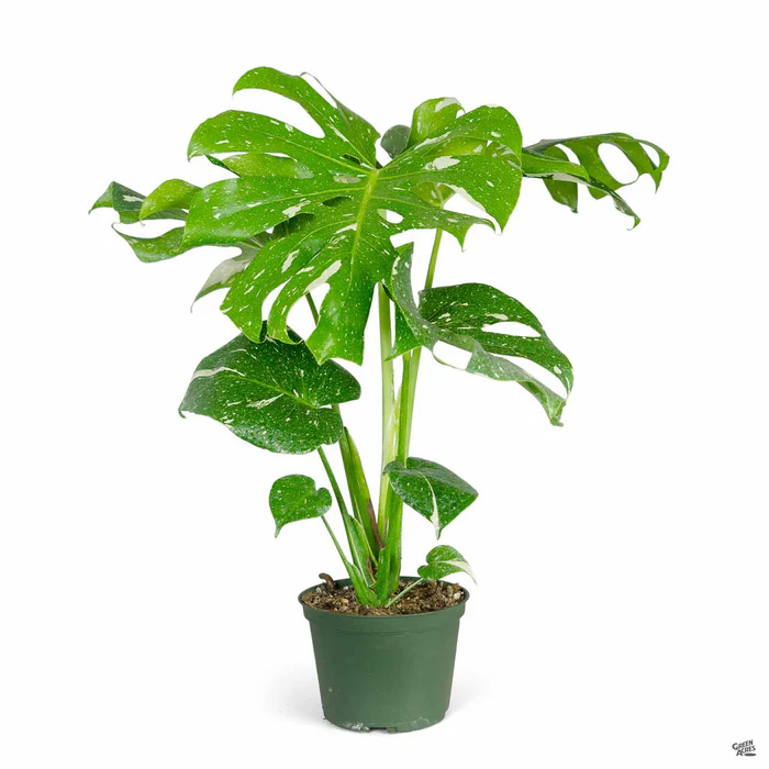 4238-monstera-thai-constellation-3.webp Monstera 'Thai Constellation'