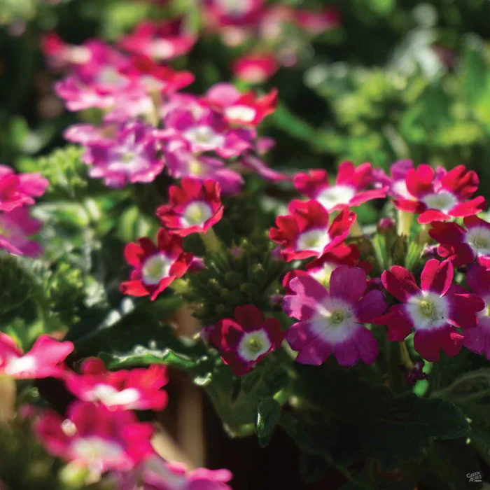 Aztec Verbena