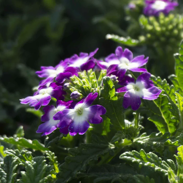 Aztec Verbena